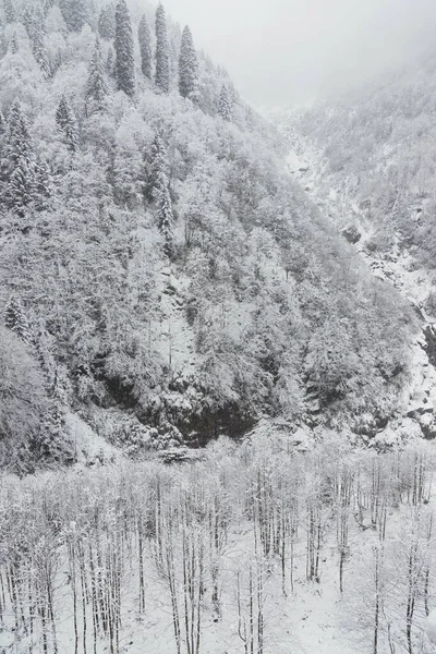 Panorama delle colline innevate con pini . — Foto Stock