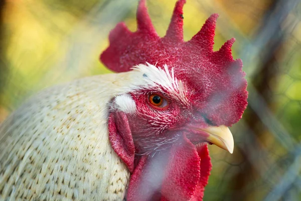 Close up head shot of a cock in the cage and behind the fence.