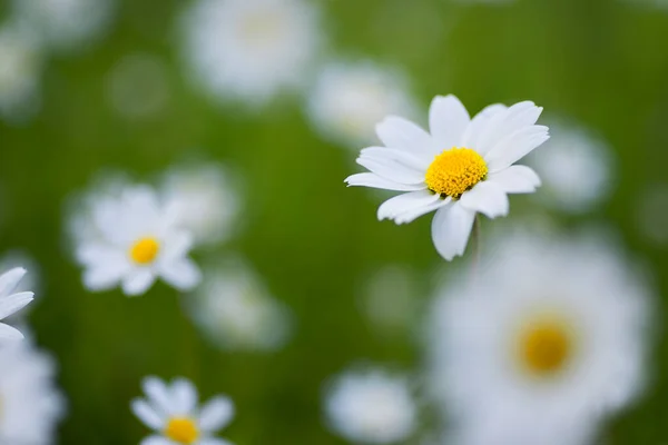 Close Shot Daisy Green Background — Stock Photo, Image