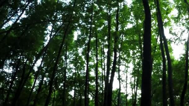 Walking Sweet Gum Trees While Looking Trees Fethiye Mugla Gunluklu — Stock Video