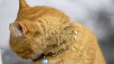 Yakalı sarı kedi kendini yalıyor ve temizliyor..