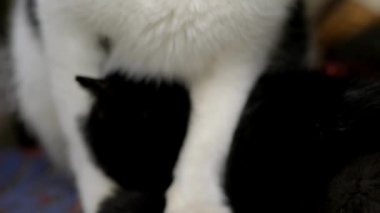 Siyah beyaz kedi bebeğini emziriyor.. 