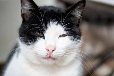 Siyah beyaz bir kedinin portresi.