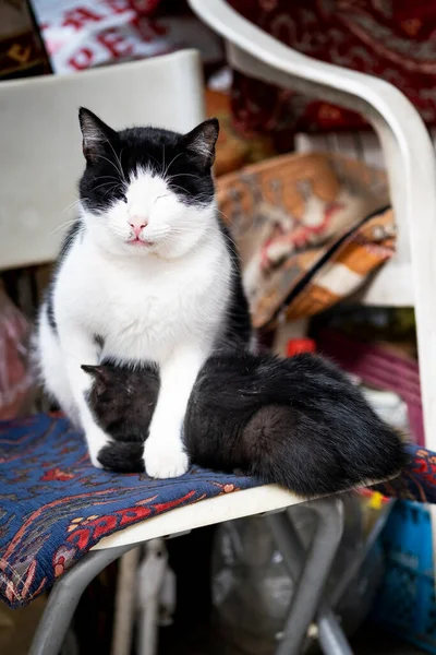 Retrato Gato Color Blanco Negro Amamantando Bebé — Foto de Stock