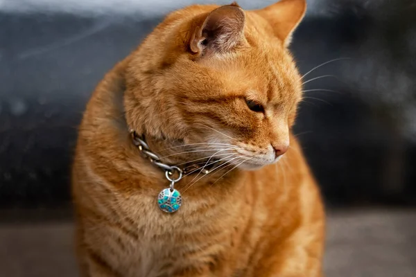 Retrato Gatito Jengibre Con Cuello — Foto de Stock