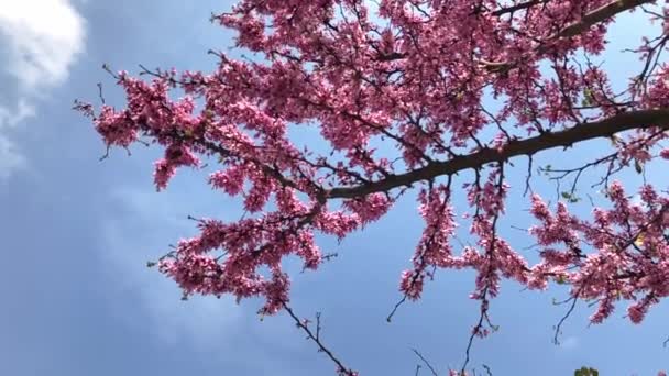 在蓝天的背景上绽放着花朵 上面飞着几只蜜蜂 慢镜头 — 图库视频影像