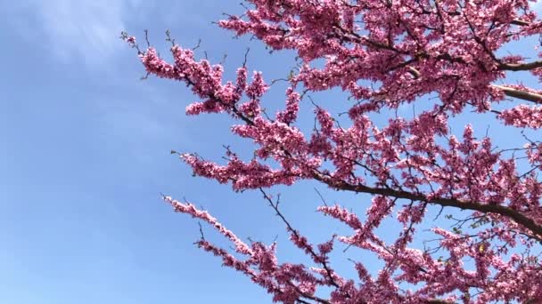 在蓝天的背景上绽放着花朵 上面飞着几只蜜蜂 慢镜头 — 图库视频影像