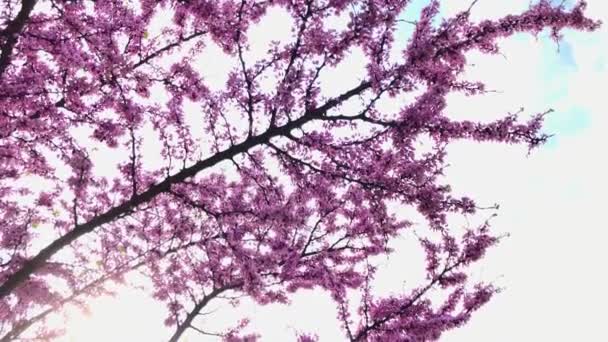 Mavi Bir Arka Planda Çiçek Açan Üzerinde Birkaç Arı Uçuşan — Stok video