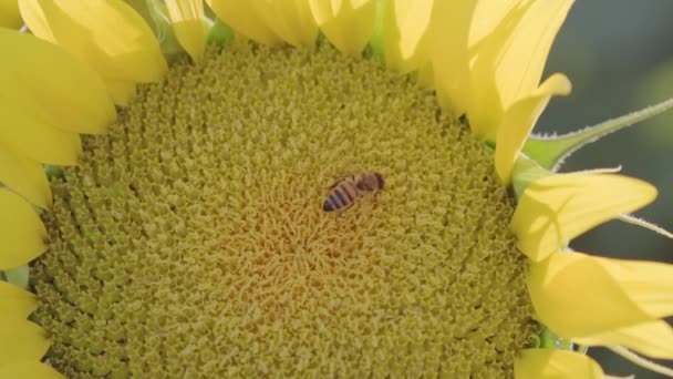 Nahaufnahme Einer Bestäubenden Biene Auf Einer Sonnenblume Zeitlupe — Stockvideo