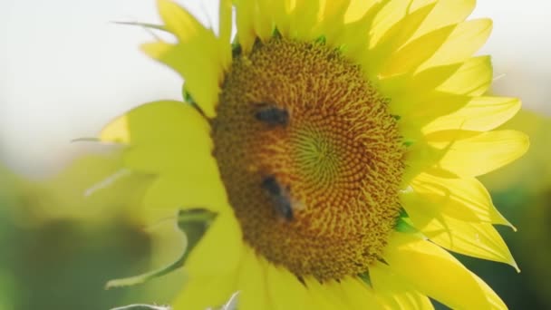 Nahaufnahme Einer Sonnenblume Auf Der Zwei Honigbienen Einer Sonnenblumenfarm Bestäuben — Stockvideo