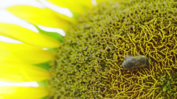Közelkép Egy Beporzó Méhről Egy Napraforgón Lassított Felvételen — Stock videók