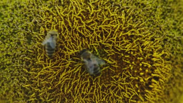 Nahaufnahme Einer Sonnenblume Auf Der Zwei Honigbienen Einer Sonnenblumenfarm Bestäuben — Stockvideo