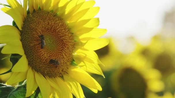 Nahaufnahme Einer Sonnenblume Auf Der Zwei Honigbienen Einer Sonnenblumenfarm Bestäuben — Stockvideo