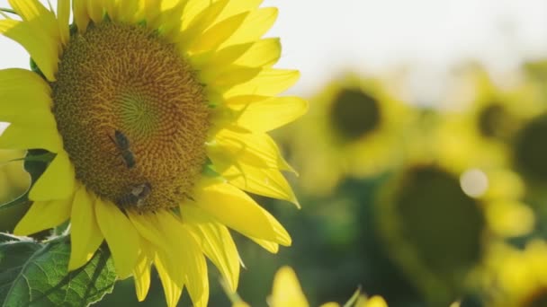 Nahaufnahme Einer Sonnenblume Auf Der Zwei Honigbienen Einer Sonnenblumenfarm Bestäuben — Stockvideo