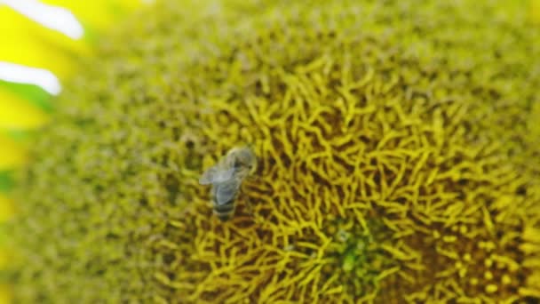 Gros Plan Une Abeille Pollinisatrice Sur Tournesol Ralenti — Video