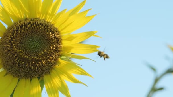 Gros plan sur la pollinisation et le vol d'une abeille domestique sur un tournesol au ralenti.