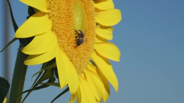 Close Opname Van Een Bestuivende Bij Een Zonnebloem Slow Motion — Stockvideo