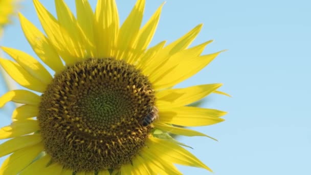 Primer Plano Girasol Con Dos Abejas Miel Polinizándose Una Granja — Vídeos de Stock