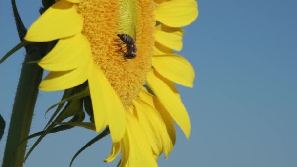 Close Opname Van Een Bestuivende Bij Een Zonnebloem Slow Motion — Stockvideo