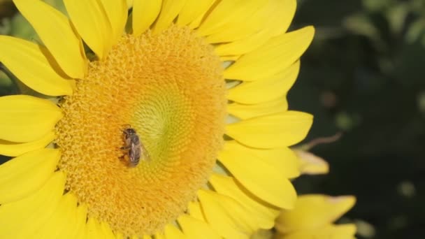 用慢镜头拍摄向日葵上的蜜蜂授粉的特写 — 图库视频影像