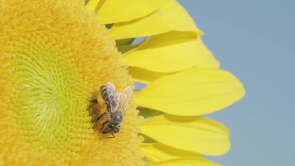 Close Opname Van Een Bestuivende Bij Een Zonnebloem Slow Motion — Stockvideo