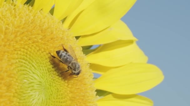 Close Opname Van Een Bestuivende Bij Een Zonnebloem Slow Motion — Stockvideo