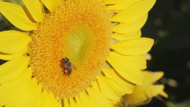 用慢镜头拍摄向日葵上的蜜蜂授粉的特写 — 图库视频影像