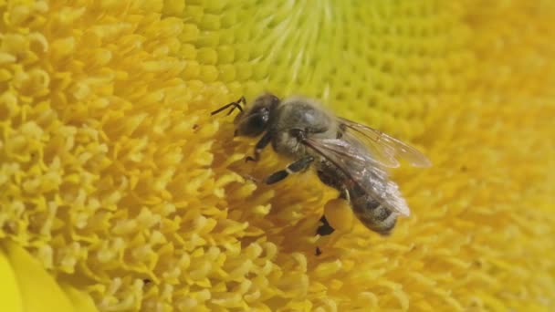 Gros Plan Une Abeille Pollinisatrice Sur Tournesol Ralenti — Video