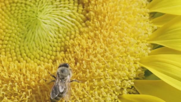 Close Opname Van Een Bestuivende Bij Een Zonnebloem Slow Motion — Stockvideo