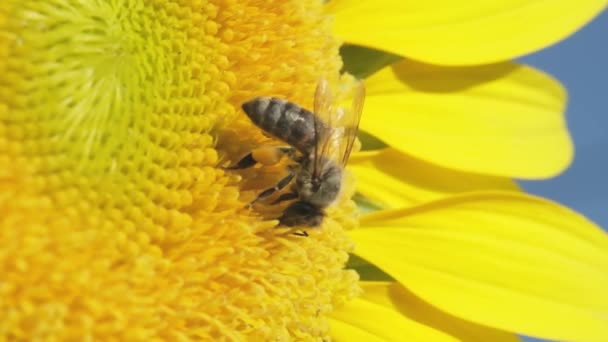 Gros Plan Une Abeille Pollinisatrice Sur Tournesol Ralenti — Video