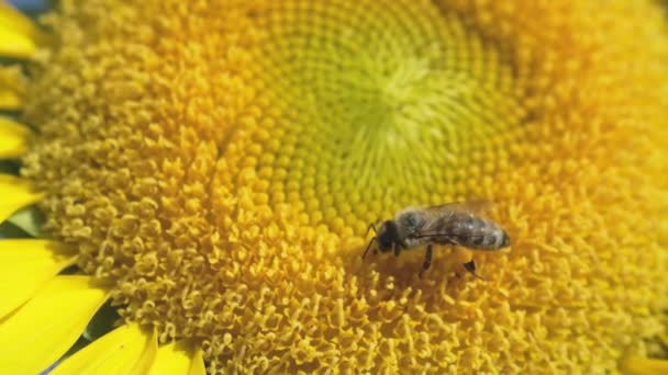 Nahaufnahme Einer Bestäubenden Biene Auf Einer Sonnenblume Zeitlupe — Stockvideo