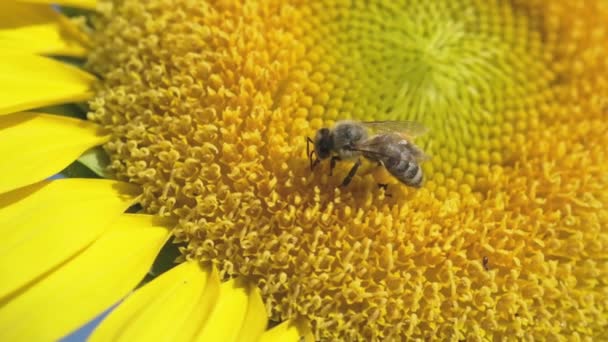 Detailní Záběr Opylující Včely Slunečnici Zpomaleném Záběru — Stock video
