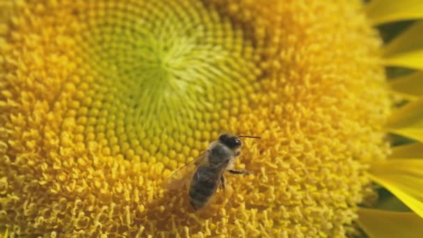 Zbliżenie Ujęcia Zapylającego Pszczoły Słoneczniku Zwolnionym Tempie — Wideo stockowe