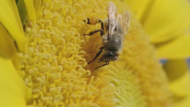 Gros Plan Une Abeille Pollinisatrice Sur Tournesol Ralenti — Video