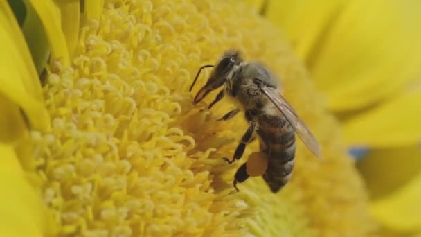 Close Opname Van Een Bestuivende Bij Een Zonnebloem Slow Motion — Stockvideo