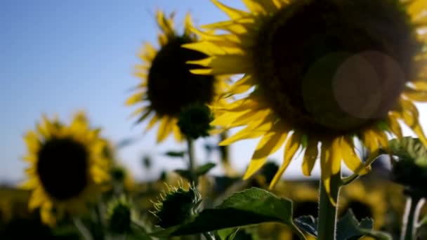 Gros Plan Des Tournesols Dans Champ Tournesol — Video