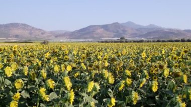 Kamera arkası hareketli bir ayçiçeği tarlası görüntüsü.