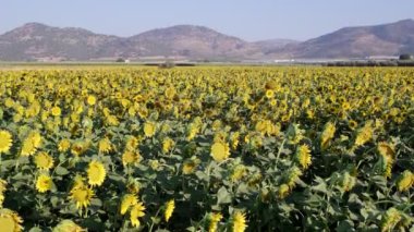 Sabit bir ayçiçeği çiftliği görüntüsü.