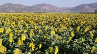 Sabit bir ayçiçeği çiftliği görüntüsü.