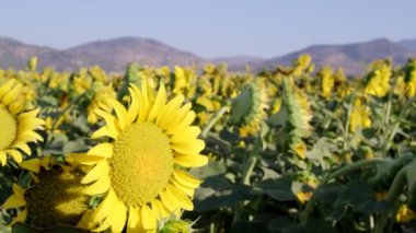 Ayçiçeği çiftliğindeki bir ayçiçeğinin kamera görüntülerini kapatın..