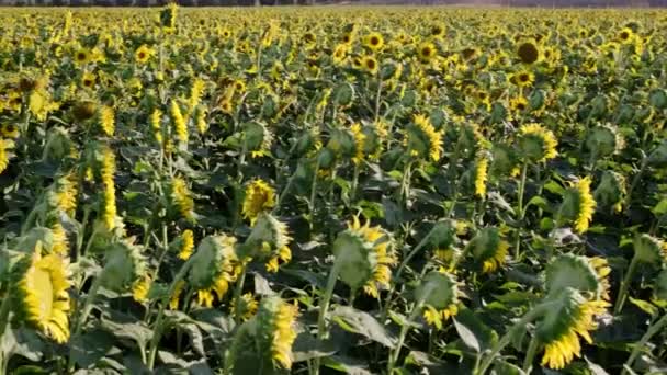 Πλάνα Από Ένα Τοπίο Πεδίο Sunflower Μια Κίνηση Της Κάμερας — Αρχείο Βίντεο