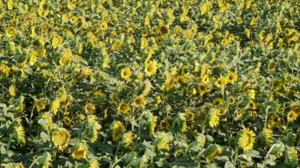 Imágenes Una Vista Del Paisaje Del Campo Girasol Con Movimiento — Vídeo de stock