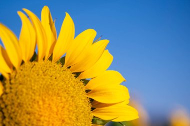 Mavi gökyüzü arka planında ve ayçiçeği tarlasında bir ayçiçeğinin yakın çekimi.