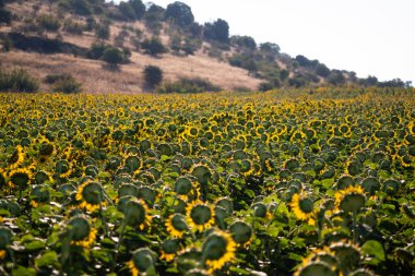 Bir ayçiçeği tarlasının manzara görüntüsü.