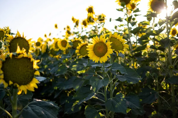 Nahaufnahme Von Sonnenblumen Sonnenblumenfeld — Stockfoto