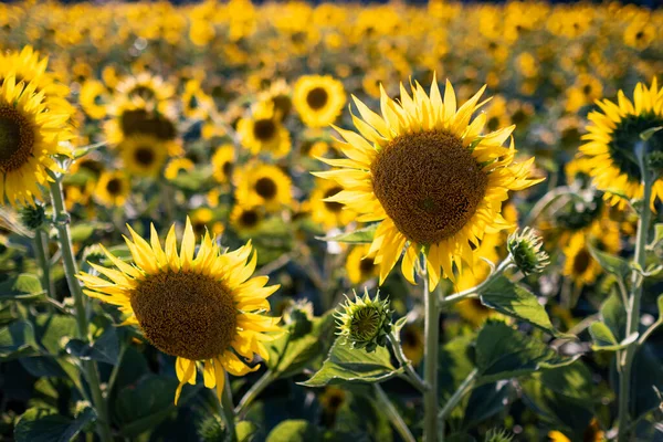 Nahaufnahme Von Sonnenblumen Sonnenblumenfeld — Stockfoto