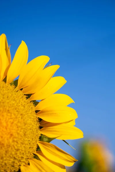 Close up shot of a sunflower on a blue sky background and in the sunflower field.