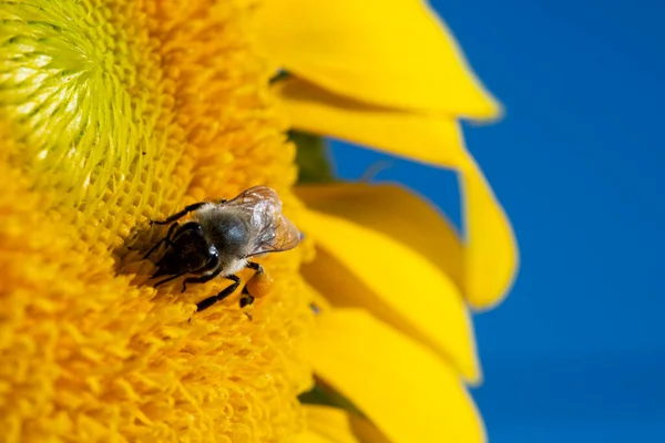 Zblízka Záběr Slunečnice Včelkou Slunečnicovém Poli — Stock fotografie