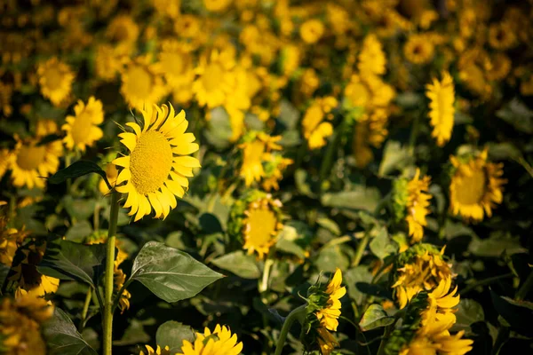 Nahaufnahme Einer Sonnenblume Sonnenblumenfeld — Stockfoto