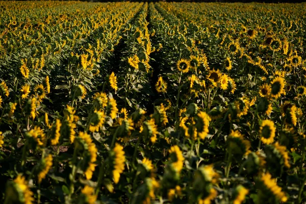 Landschaft Ansicht Eines Sonnenblumenfeldes — Stockfoto